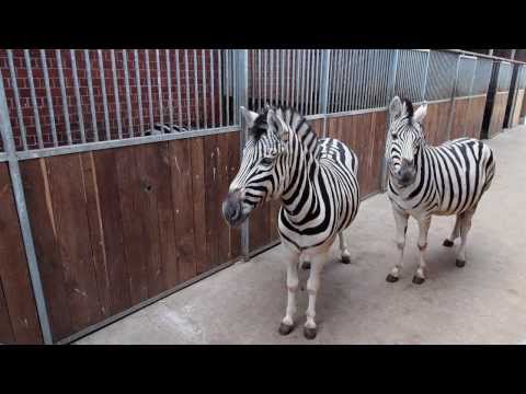 Winterquartier des Zirkus Charles Knie in Einbeck-Volksen vor der Tournee 2014