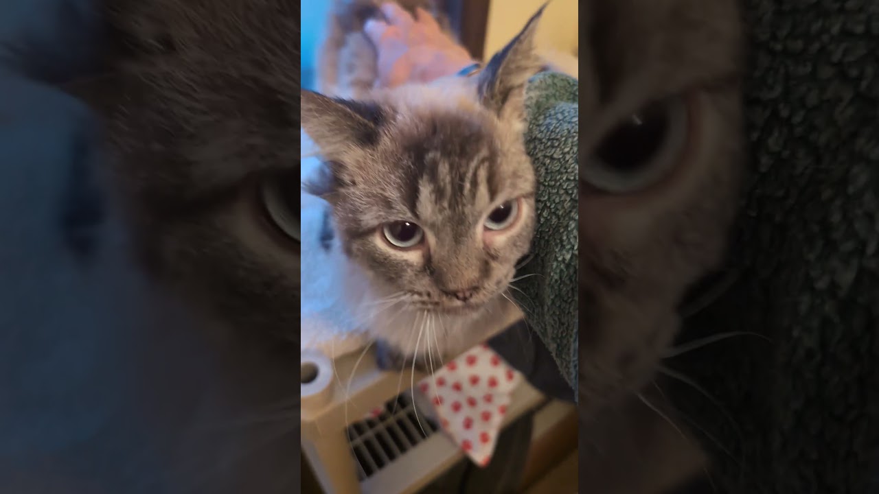 Enlarge CHICAGO, a ADOPTABLE Siamese in Kenosha, WI video 2/2