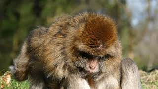 monkeys cute
