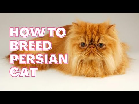How to Breed Persian Cat ||  Tips From a Persian Cat Breeder || Persian Cat Breed Information