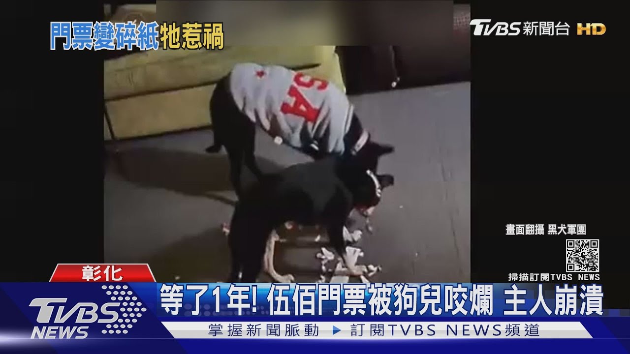 等了1年!伍佰門票被狗兒咬爛 主人崩潰