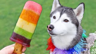 How To Make Rainbow Popsicles for Dogs 🌈 DIY Dog Treats