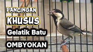 Download lagu Pancingan Gelatik Batu Muda untuk Memancing Gelatik Ombyokan Muda hutan agar bisa nyaut mp3