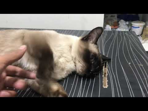 Cat during anesthesia | Cats response