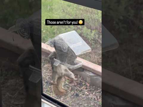 Squirrel stealing my seeds