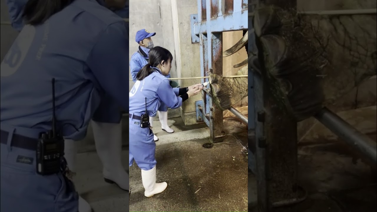 ゾウキーパー奮闘記【#64.ゾウ担当への道6】