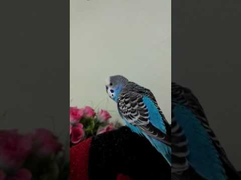 EVET EVET TÜRKİYEM DİYEN KUŞ