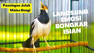 Download lagu Jalak Suren Full Isian Materi Joss Untuk Masteran Atau Pancingan Jalak Lain Supaya Emosi mp3