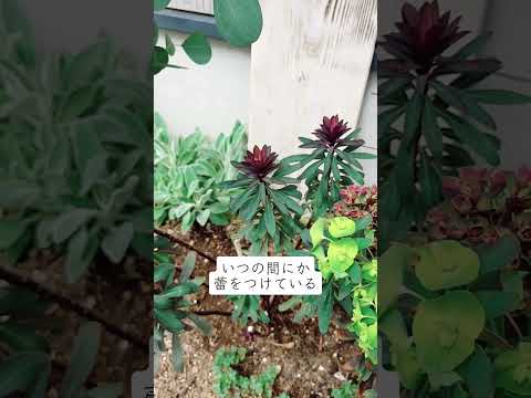 耐寒性常緑低木：冬の庭を彩る4つの植物  庭園