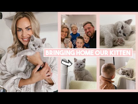 BRINGING HOME OUR BRITISH SHORTHAIR KITTEN - FIRST 24 HOURS AT HOME AND SETTLING IN - SO CUTE!