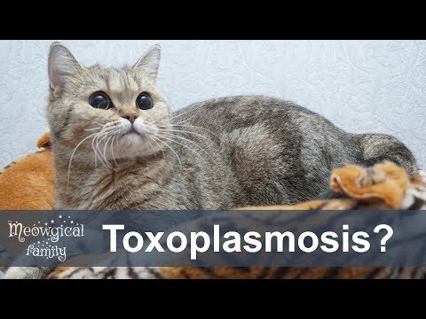 Toxoplasmosis - danger for pregnant women