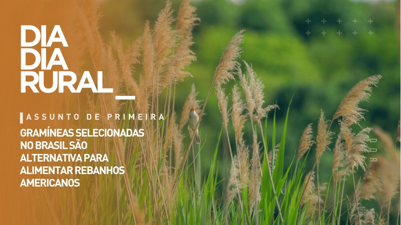 Gramíneas selecionadas no Brasil são alternativa para alimentar rebanhos americanos