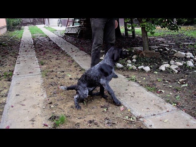 German Pointer puppy for sale