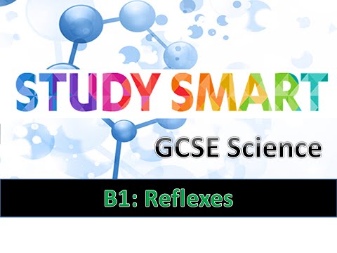 B1 Reflexes (EDEXCEL/AQA)