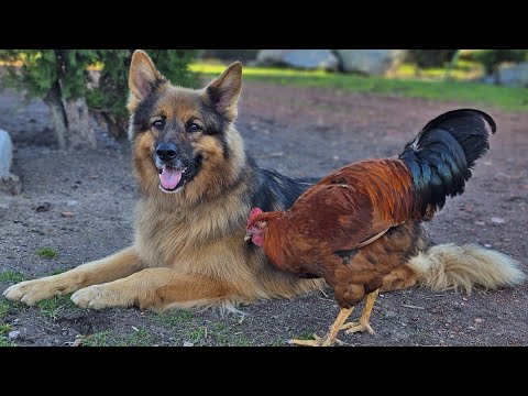 ZOBACZ CO ROBI TEN PIESEK! - Jest niesamowity 🫢