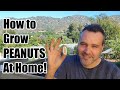 How To Grow Peanuts at Home