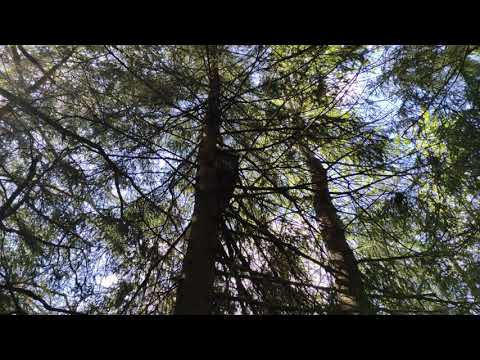 Роеловство. Пчеловодство.Развешиваю ловушки #Роеловство