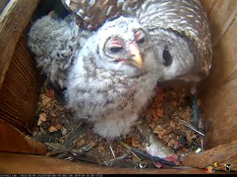 Female Barred Owl Returns To Nest Box And Preens Owlets – April 25, 2019