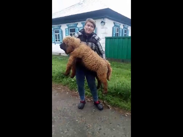 Tibetan Mastiff puppy for sale