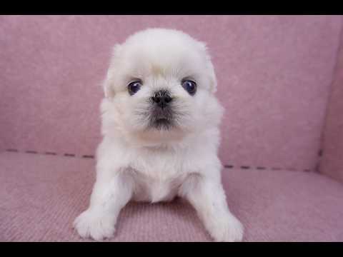 10/31北京狗公幼犬(屏東市)