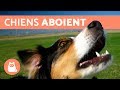 Vidéos Les Plus Drôles De Chiens Qui Aboient
