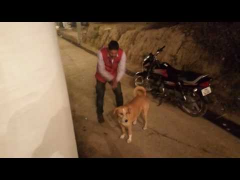 Sarabi Dance With Dog