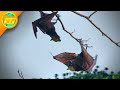 The WORLD S BIGGEST BAT Has A Vicious Fight