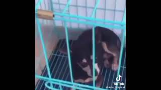 Download lagu TANGI SUUU 🤣 TURA TURU KOYO WONG SUKSES AE 🤣 mp3