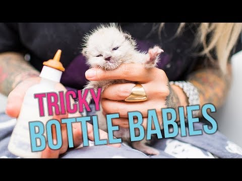 10 Tips for Tricky Bottle Baby Kittens - YouTube