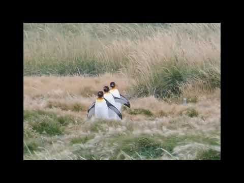 Königspinguine in Feuerland