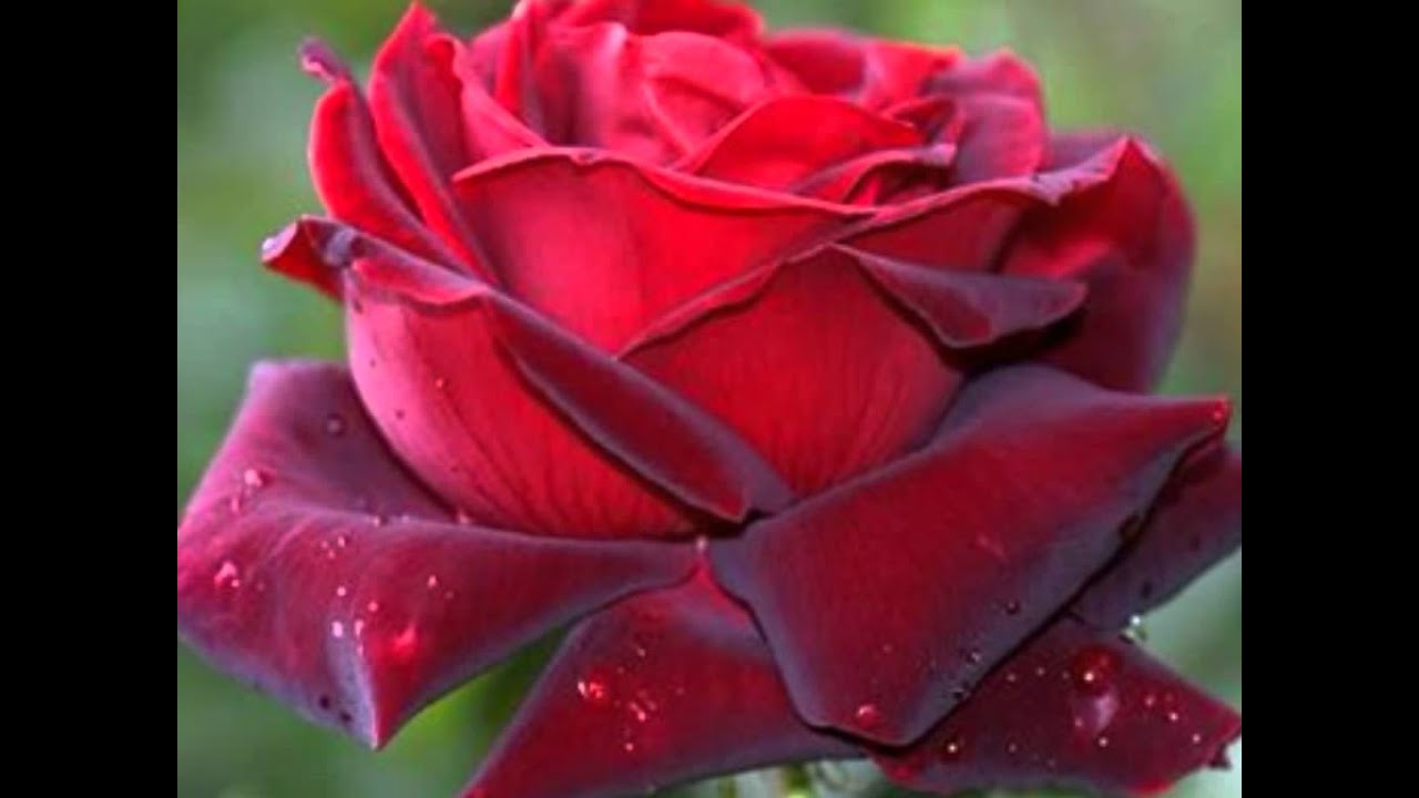 Tere Hoton Pe Lyrics  | Naam Kya Hai | Amitabh Bachchan Corporation Ltd | Sachin Gupta, Sadhana Sargam | Anand Shrivastav, Milind Shrivastav