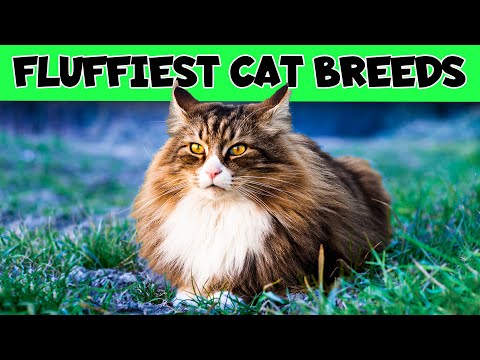 FLUFFY Cat Breeds PERFECT For People Who Want To SNUGGLE!