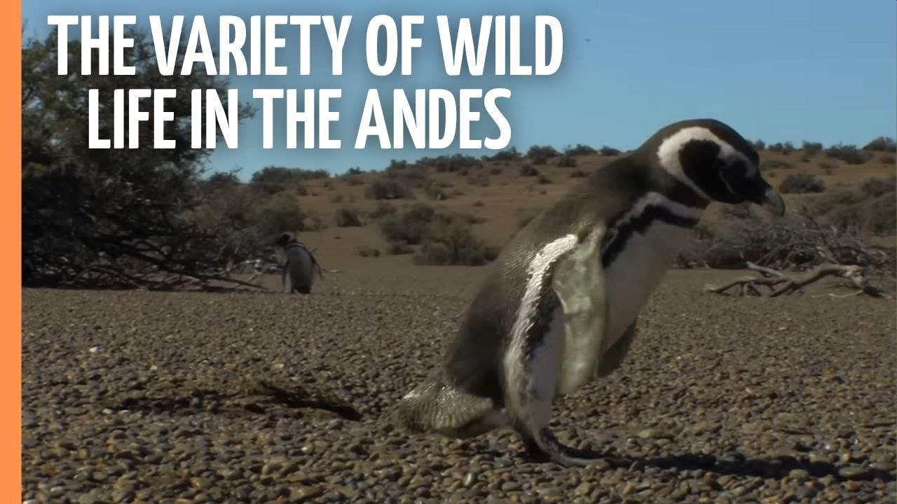 Beautiful Planet - The Variety of Wild Life in the Andes