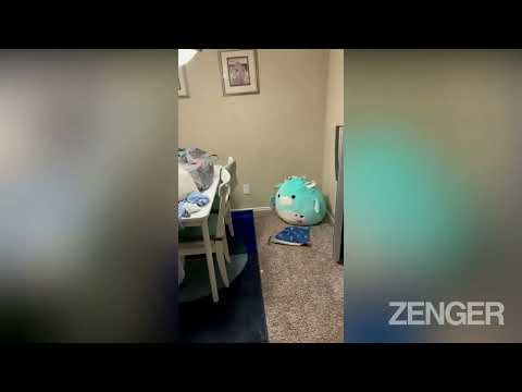 NEIGHBOUR FROM HELL: Bitter Woman Makes Couples Life Misery With Constant Banging In Viral Vid