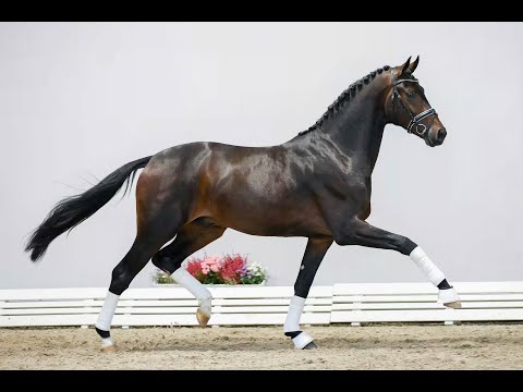 "Infantino" oldenburger stallion by Asgard's Ibiza x Sandro Hit lunging