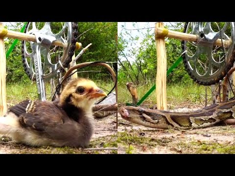 Simple Snake Trap - Catch a Snake By Using Awesome Sanke Trap Technology using cycle chain & gear