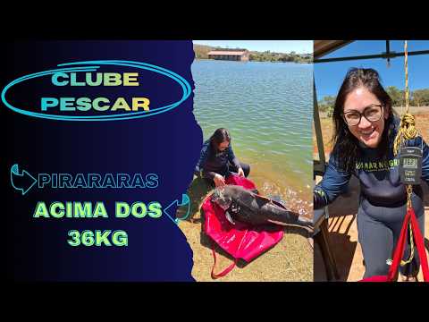 4 PIRARARAS GIGANTES Acima dos 36kg no Clube Pescar!  Pesca Esportiva em Luziânia GO