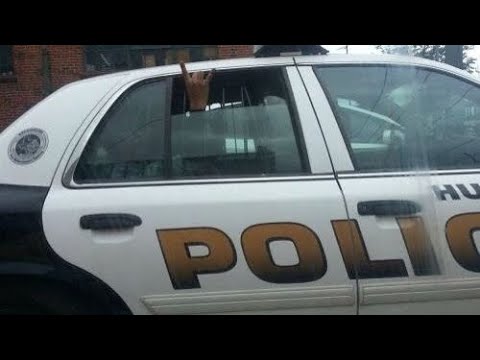 nAvvvi ツ - STINKBUG (Legendado)