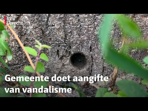 Vijf bomen vergiftigd in Amersfoort: 'Triest dit, hoe haal je het in je hoofd?' | RTV Utrecht