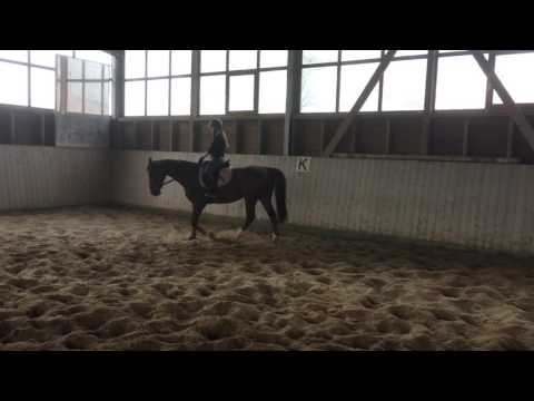 Fantastique - 7-jähr. Dunkelfuchs-Wallach v. Floriscount - Sandro Hit, Stm. 1,66 m