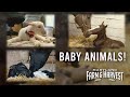 Watch Baby Animals Be Born MD F H