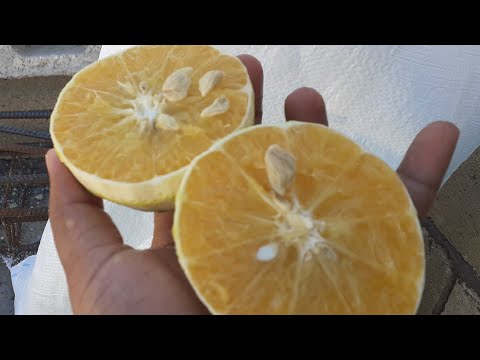 Ortanique Orange | Tangor | Citrus Fruit