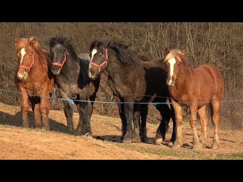 Caii lui Sergiu de la Luna de Sus, Cluj - 2019