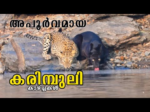 Black tiger in sight! Rare sightings from Badra Tiger reserve