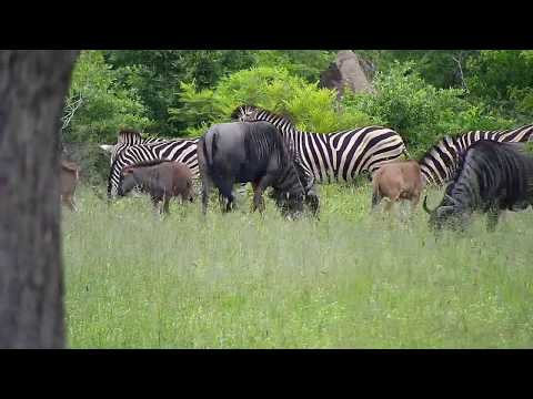 Djuma: Nyalas, Impalas, Zebras and Wildebeests - 01/28/2020