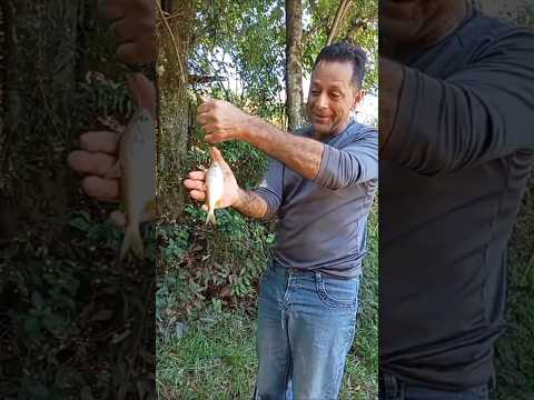 Pescaria de Tambiu parrudo no rio Capivari no intrerior de São Paulo #pescaria #natureza #mata