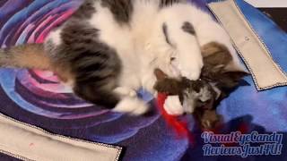 Pet Craft Supply Co. Funky Pheasant Crazy Catnip Cuddler Toy For Cats product review