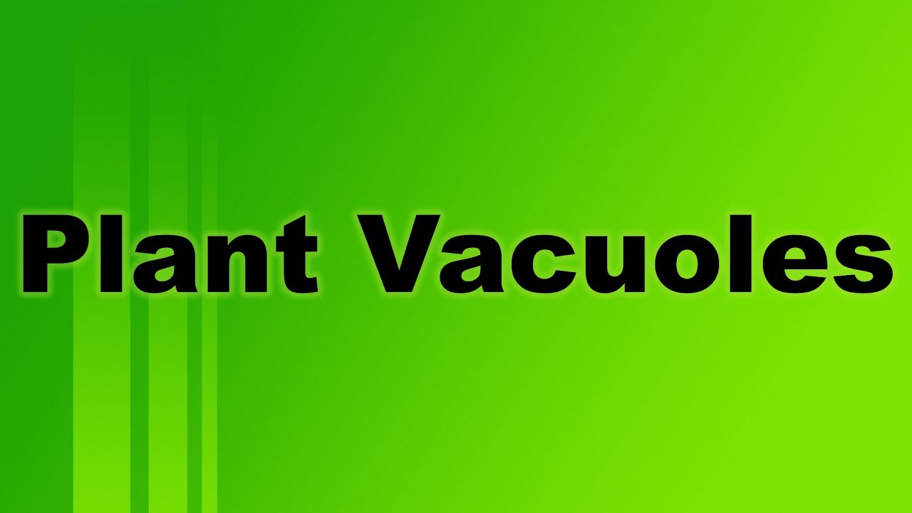 Plant Vacuoles Definition and Functions