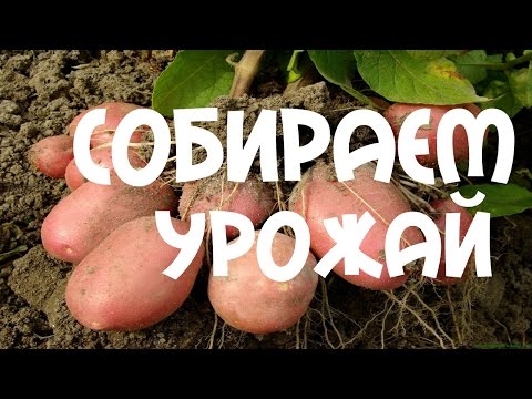 Выращивание картофеля из семян: правила посадки и ухода