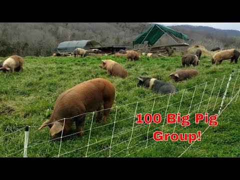 100 head pastured pig group tour in 5 min.   ($130k worth of pork) #farming #pigs #realpigfarming